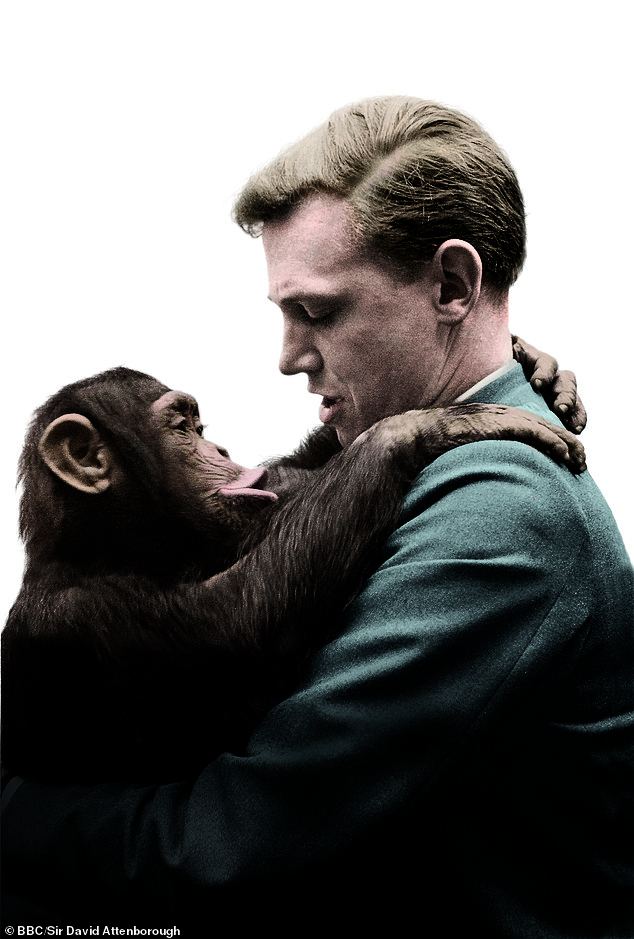 David pictured with Jane the chimpanzee in 1954 on Zoo Quest In Colour