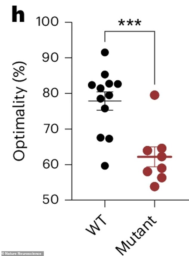 Mice with the grin2a mutation (mutant) made far less efficient (written here as optimal) choices than healthy mice, scoring significantly lower on a measure of optimal decision-making