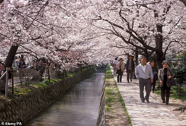Canopies of cherry blossom over Philosophers Path in Kyoto are pictured