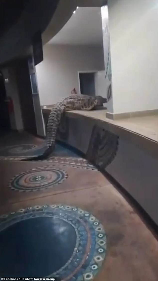 The croc's legs move in attempts to find grip while it balances its body. Proving successful, it stays disturbingly still on the counter