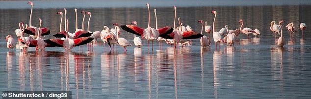 Laguna Salada is also where flamingos reside, meaning visitors can catch a glimpse of the unique bird