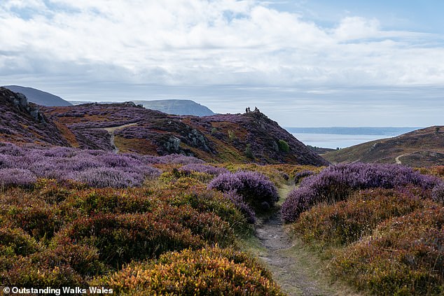 Conwy Mountain blooms into a striking shade of purple in the summer