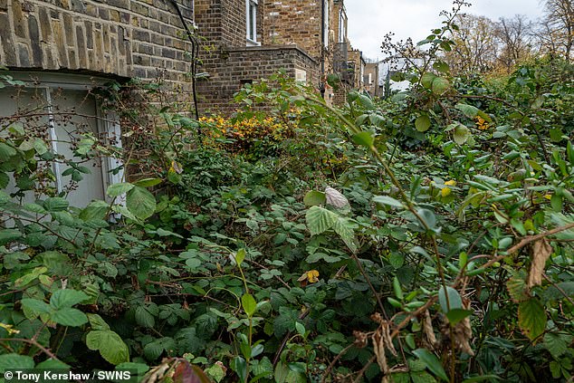 The back garden taken over by knotweed. A total of 46 neighbours signed a petition urging the council to take action