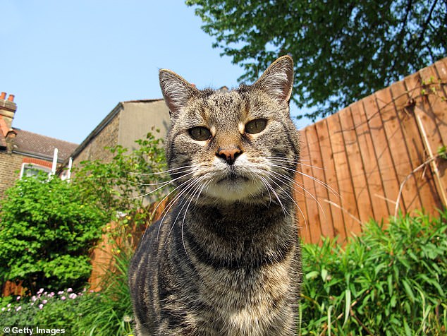 A cat in your garden is not a trespass for which you can sue, and its owner is generally not liable for the cat’s actions