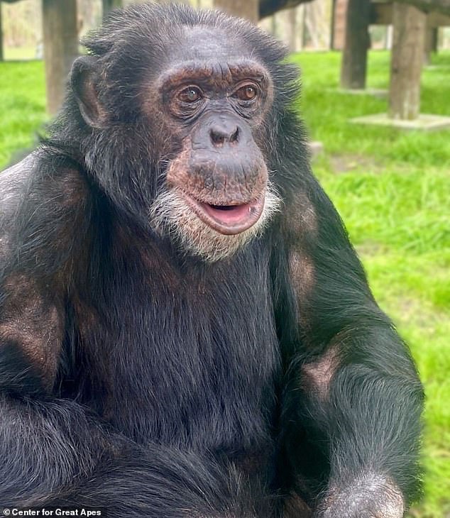 The 43-year-old chimp was portrayed in the biopic which hit theaters just days earlier on April 24 and notably stars the iconic singer's nephew Jaafar Jackson