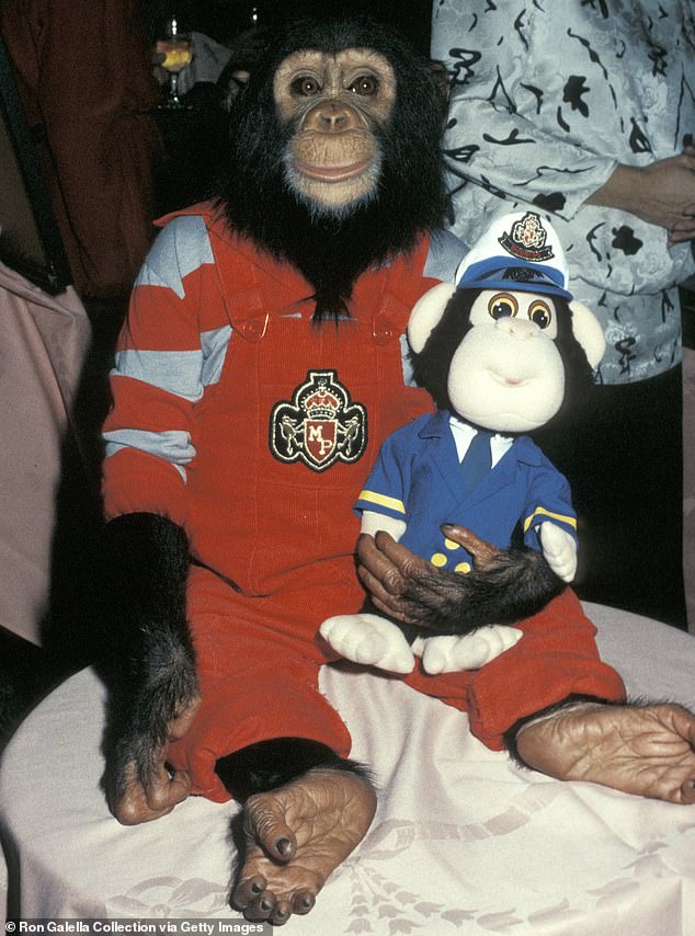 Jackson adopted Bubbles in the 1980s from a research facility in Texas and the chimp initially resided at the star's family home located in Encino, California; seen in 1987