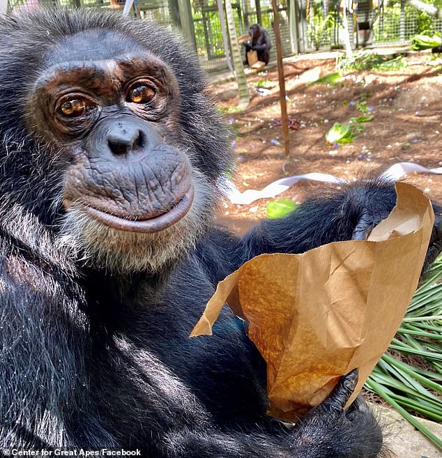 The center's founder Patti Ragan recently told the Daily Mail earlier this year that, 'Bubbles is aging gracefully'