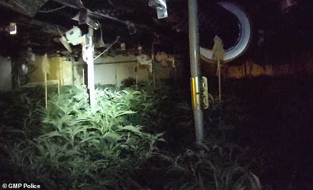 Officers from Greater Manchester Police discovered 889 cannabis plants when the broke into the lock-up