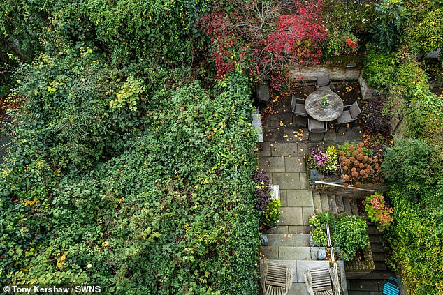 Japanese knotweed has plagued Mr Halbritter's mansion in Chelsea, turning it into a 'jungle'