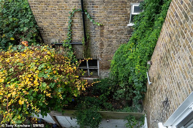 Locals said that the infestation of knotweed just keeps getting worse, and they claim the owner hasn't made any effort to clear it up