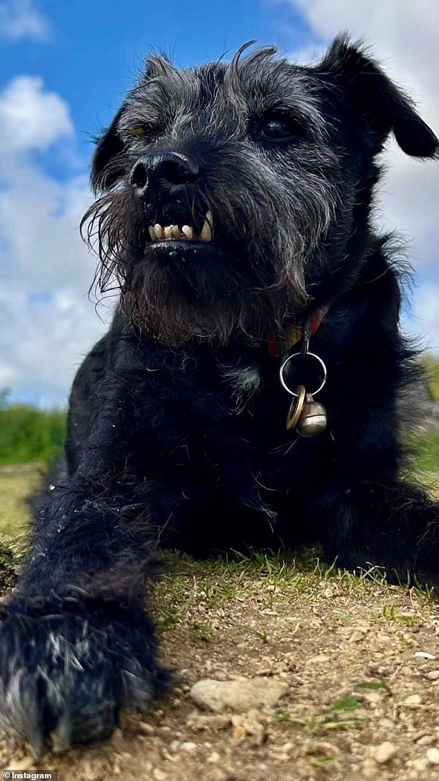 Ted, a Patterdale Terrier mix, found fame on the BBC's Mortimer and Whitehouse: Gone Fishing, which saw comedians Bob, 66, and Paul, 67, travel around the UK to go fishing