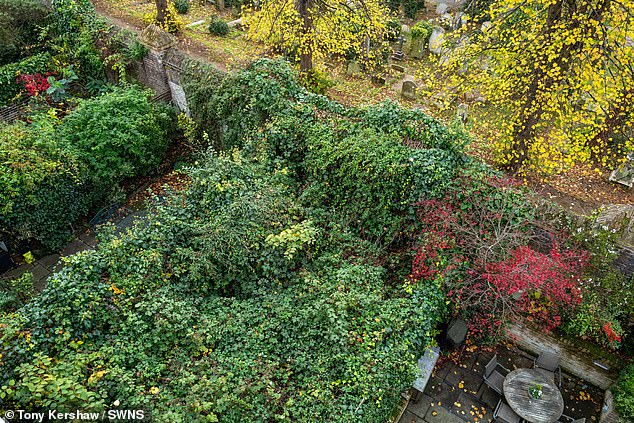 Japanese knotweed has turned Nicholas Halbritter's house in Chelsea into a jungle