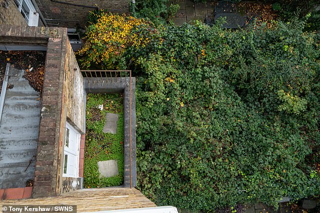 Left untouched for more than a decade, the weed now sprouts 10ft high over the back wall and into neighbours' gardens