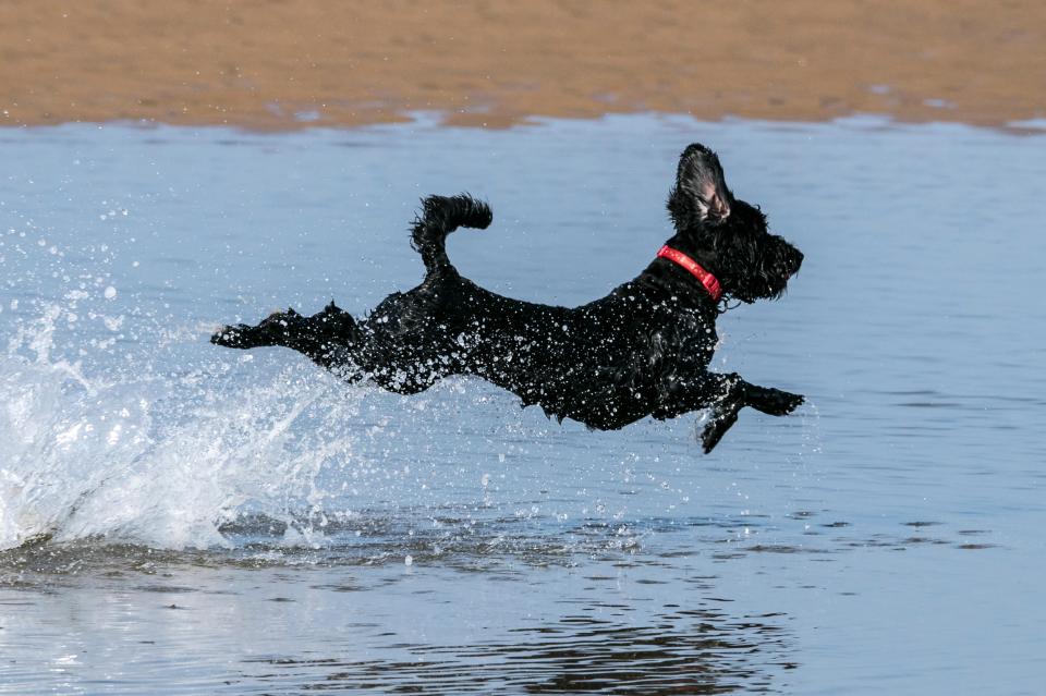 A black Cockapoo with a red collar running and leaping through shallow water, splashing as it goes.