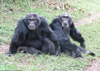 In Kibale National Park there about 200 chimpanzees who started to polarise into two groups, the dominant Central tribe and a splinter group, the Westerners