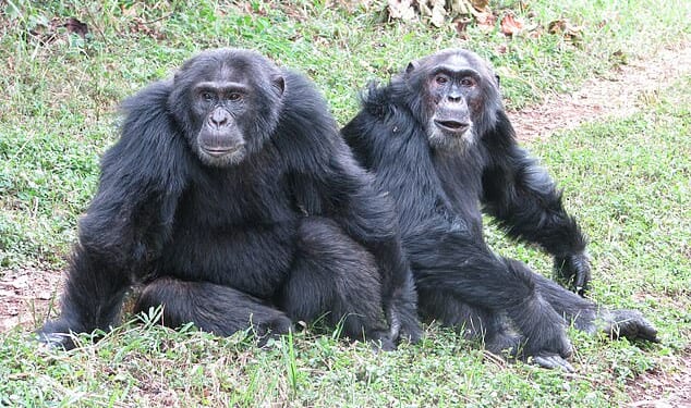 In Kibale National Park there about 200 chimpanzees who started to polarise into two groups, the dominant Central tribe and a splinter group, the Westerners
