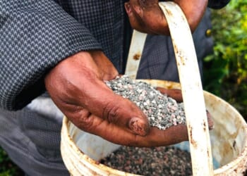 A seed of peace in the Iran war