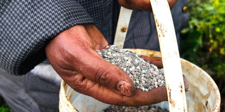 A seed of peace in the Iran war