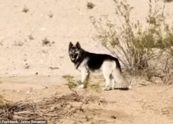 The pitiful husky was found wandering the Tucson desert and assumed his owners must be nearby
