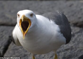 The public have been warned to be vigilant after seagulls launched a ‘co-ordinated’ attack on revellers at an Easter Egg hunt in Inverness