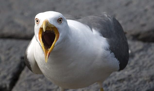 The public have been warned to be vigilant after seagulls launched a ‘co-ordinated’ attack on revellers at an Easter Egg hunt in Inverness