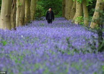 Britain¿s bluebells have bloomed unusually early this year, driven by a wetter spring and mild conditions Pictured: Bluebells bloom at Chalet Wood in Wanstead Forest in London