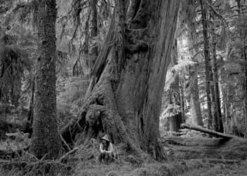 Can logging in old-growth forests ever be done responsibly?