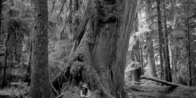 Can logging in old-growth forests ever be done responsibly?