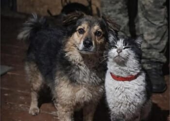 Astonishing footage purportedly shows a dog and cat pulled from bags after being flown to safety by drone from advancing Russian troops on the frontline. Pictured: The animals after their rescue