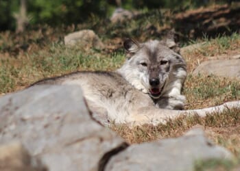 A 17-month-old child's hand was 'instinctively and naturally grabbed' onto by a wolf at the Hersheypark zoo in Pennsylvania while his parents were allegedly distracted by their phones