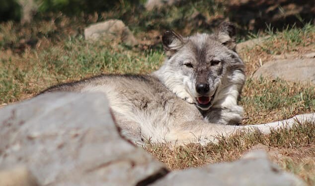 A 17-month-old child's hand was 'instinctively and naturally grabbed' onto by a wolf at the Hersheypark zoo in Pennsylvania while his parents were allegedly distracted by their phones