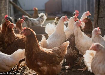 There could be more than 67 million missing chickens in the UK, new figures suggest (stock image)