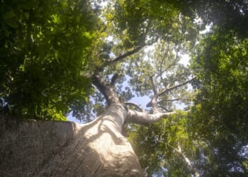 Forest bump: Fewer trees being felled