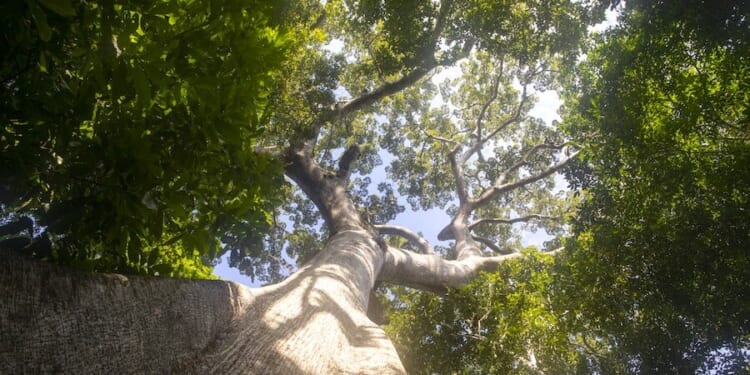 Forest bump: Fewer trees being felled