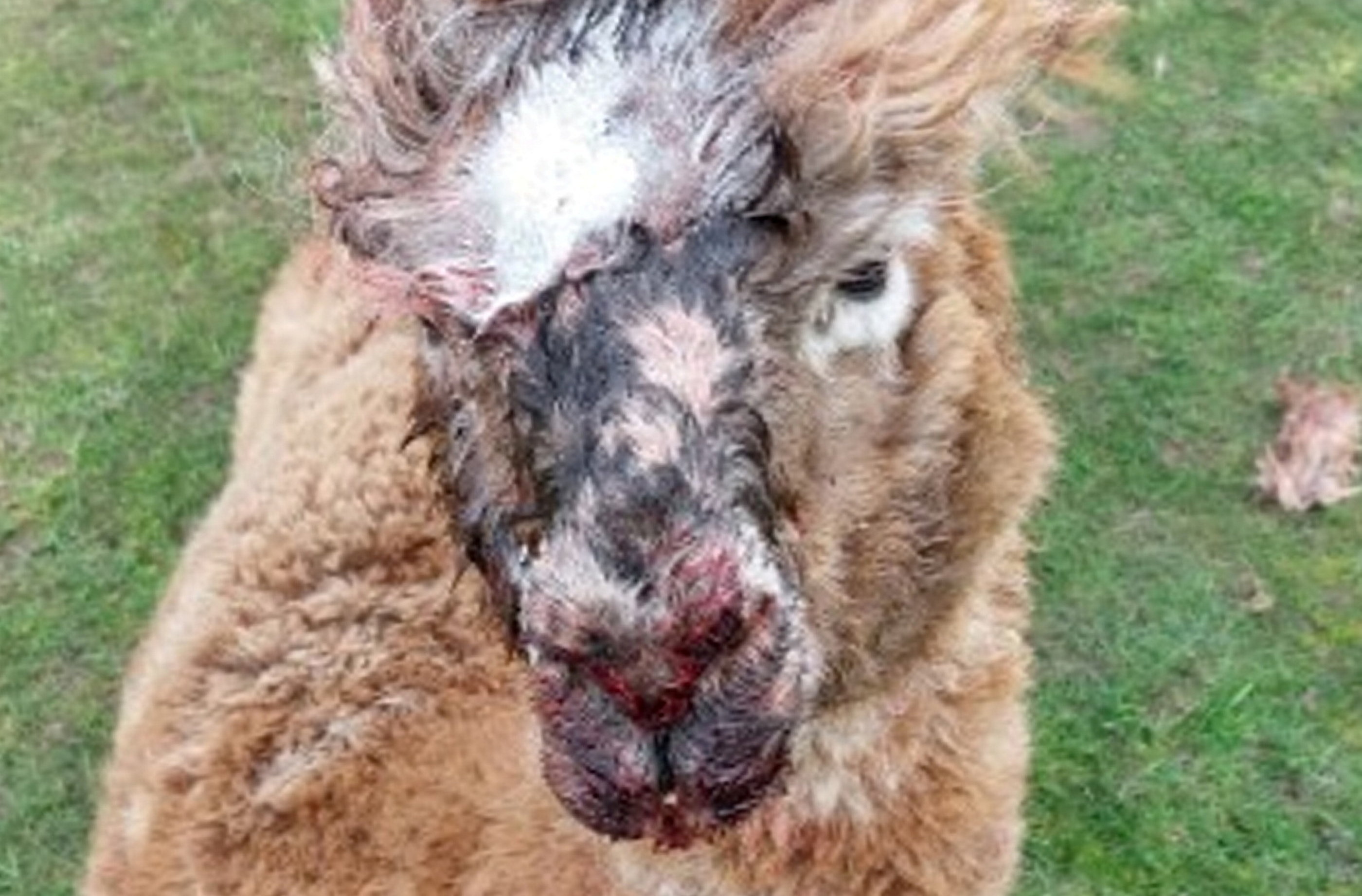 Four alpacas have been killed after being attacked by two Rottweilers
