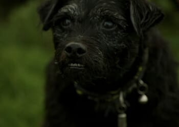 Gone Fishing's terrier Ted became a star in his own right after featuring alongside Bob Mortimer and Paul Whitehouse in their long-running BBC series