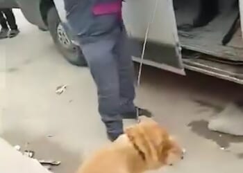 As three million street and owned dogs could be shot, poisoned, or captured and killed in Morocco ahead of the 2030 tournament