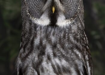 Stunning portraits show a dozen hand-reared owls who have been trained to take part in flying displays. Pictured: Metsikki - a great grey owl