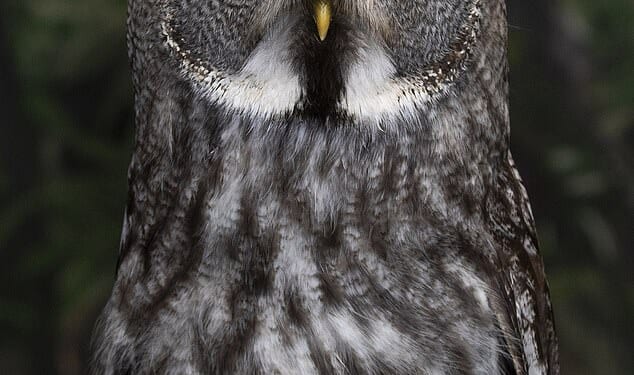 Stunning portraits show a dozen hand-reared owls who have been trained to take part in flying displays. Pictured: Metsikki - a great grey owl