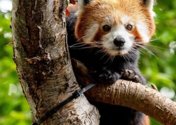 An endangered red panda named Priya (pictured) has made a charming and much-anticipated arrival at Highland Wildlife Park