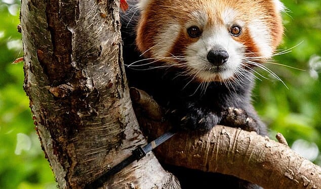 An endangered red panda named Priya (pictured) has made a charming and much-anticipated arrival at Highland Wildlife Park