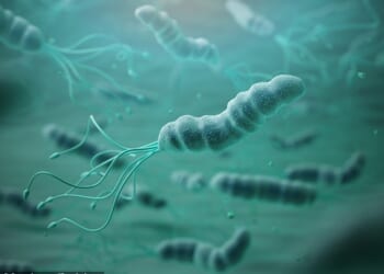 Helicobacter pylori (H. pylori) is a type of bacteria that infects the lining of the stomach