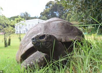 It was the death hoax that had even the sharpest of minds fooled. But the mystery behind Jonathan the tortoise's fake death is almost as dramatic as the life of the 193-year-old reptile