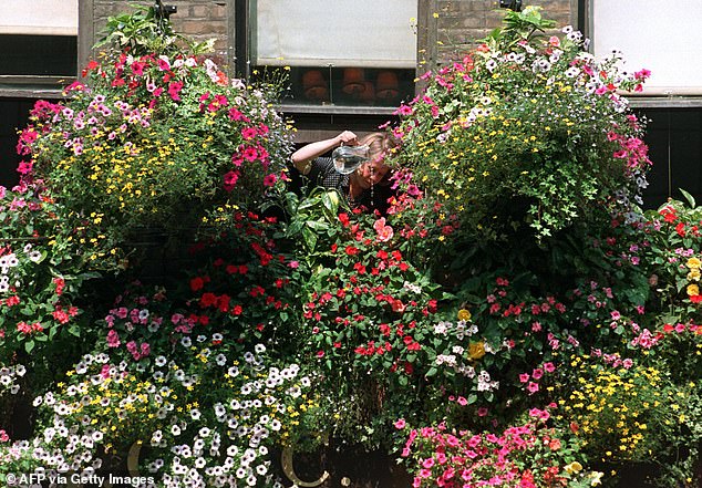 Experts say El Niño’s intensity will be comparable to the 1997/98 event, during which time the UK experienced an exceptionally hot August. Pictured: A women waters hanging floral baskets outside a pub on August 8, 1997
