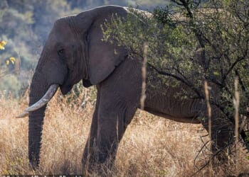 A bull elephant named Tswale has been welcomed back into the wild after spending more than two decades stuck in captivity
