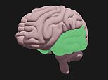 How to spot if someone you love has the early warning signs of dementia: Deep Dive charts as never before how the illness destroys the brain