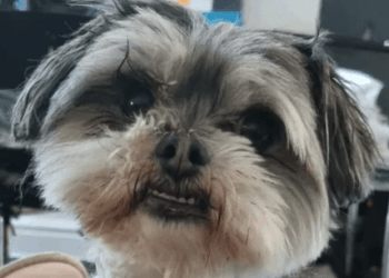 I was left covered in blood when 'pocket bully' savaged my autistic son's beloved dog to death