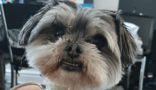 I was left covered in blood when 'pocket bully' savaged my autistic son's beloved dog to death