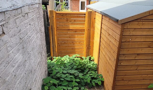 Watch out: More than 1.5million houses across Britain are affected by Japanese knotweed, a new analysis suggests - and the growing season is beginning