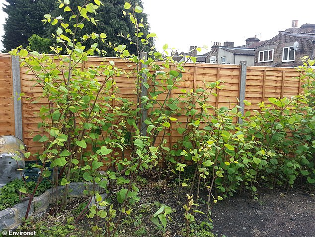 Growth: The Japanese knotweed growing season is now underway